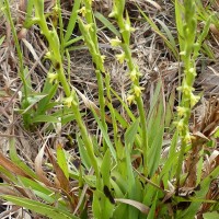 Peristylus spiralis A.Rich.